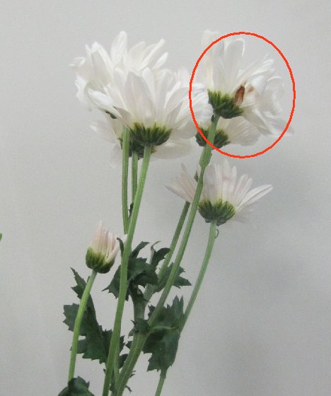 mixed flower vase easy wedding flower tutorials flower size by height